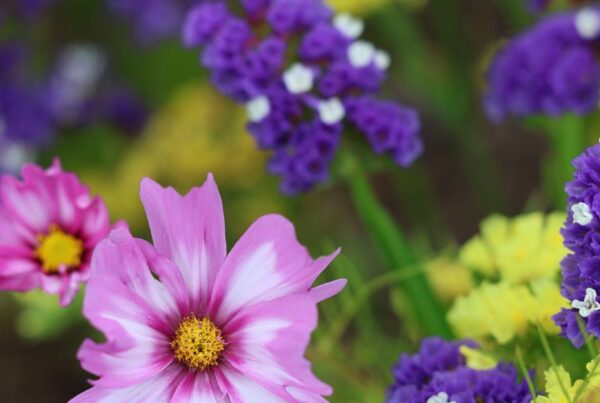 Captivating Cosmos in the garden at Wardington House.