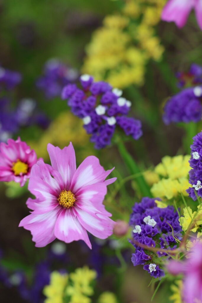 Captivating Cosmos in the garden at Wardington House.