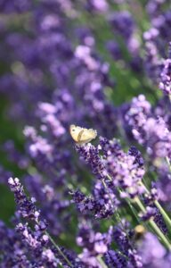 A butterfly enjoying the lovely lavender in the garden.