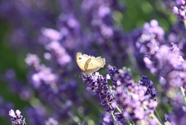 A butterfly enjoying the lovely lavender in the garden.