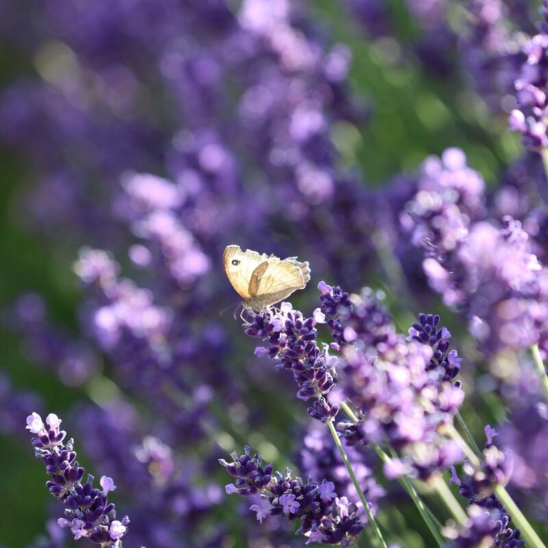 A butterfly enjoying the lovely lavender in the garden.