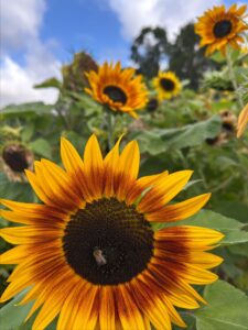 A sunflower, not so shyly soaking up the sun, in the garden at Wardington House.