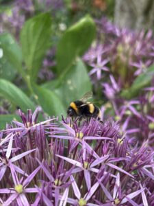 A bumblebee making a beeline for the alliums at Wardington House.