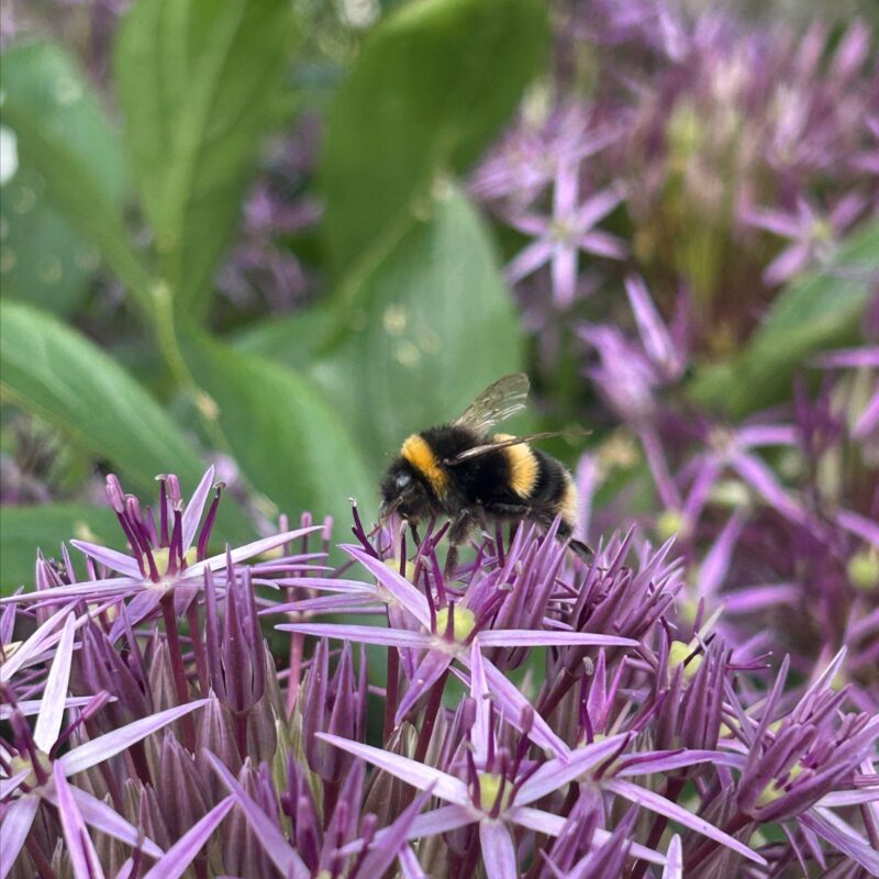 A bumblebee making a beeline for the alliums at Wardington House.