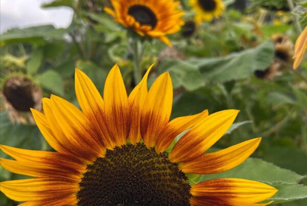 A sunflower, not so shyly soaking up the sun, in the garden at Wardington House.