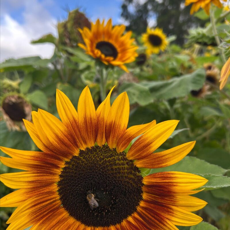 A sunflower, not so shyly soaking up the sun, in the garden at Wardington House.