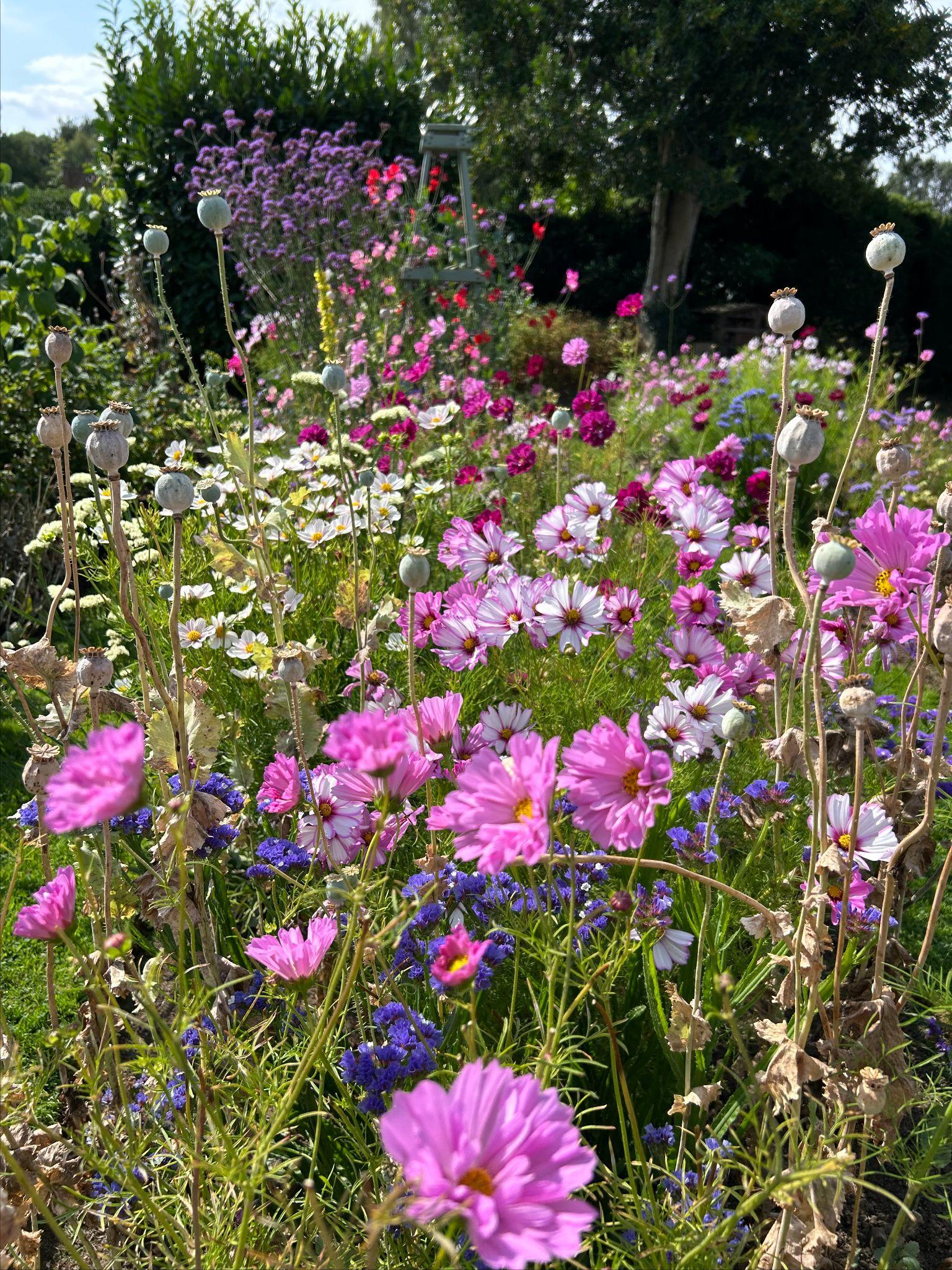 Abundance of beautiful ‘racing’ flowers in the garden.