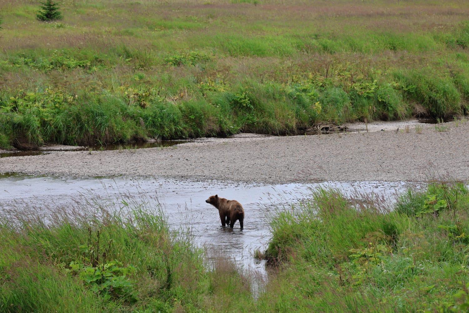 Coastal Brown Bear fishing for Salmon in a river in Alaska