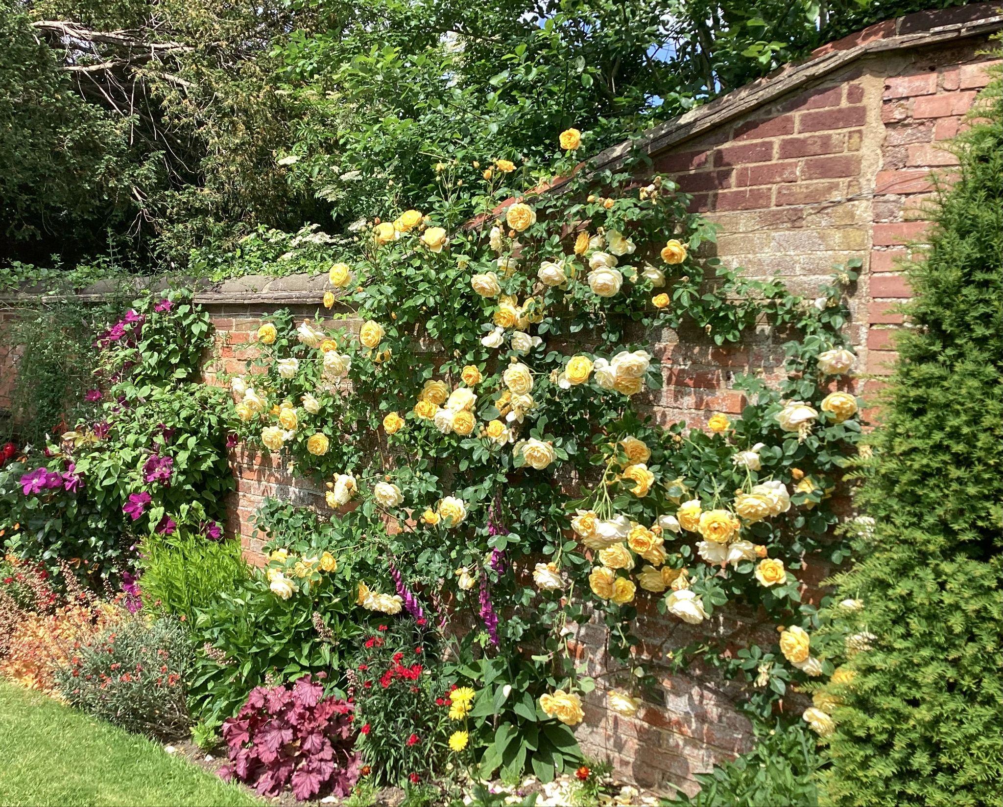 Colourful climbing roses.