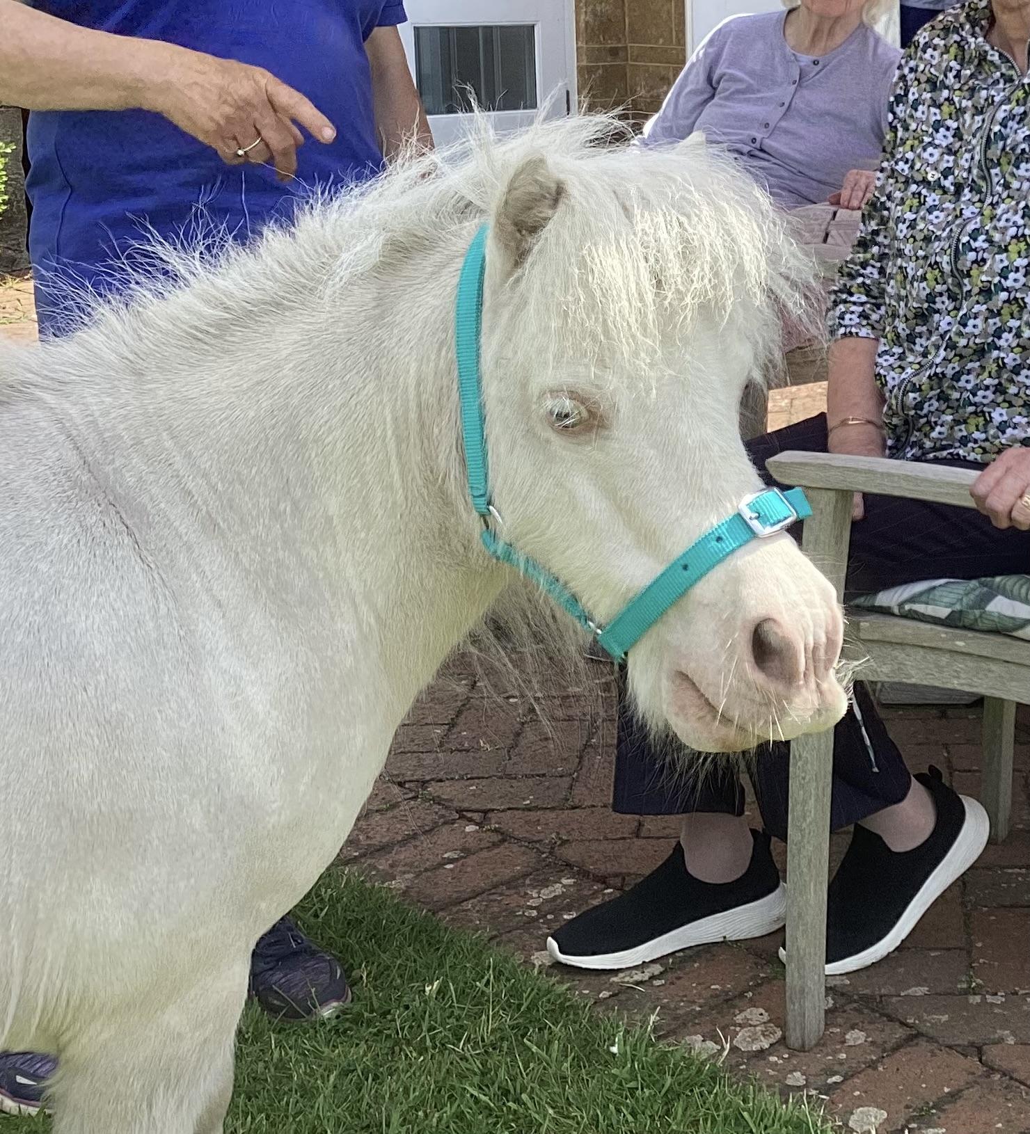 Moomin the Shetland Pony.