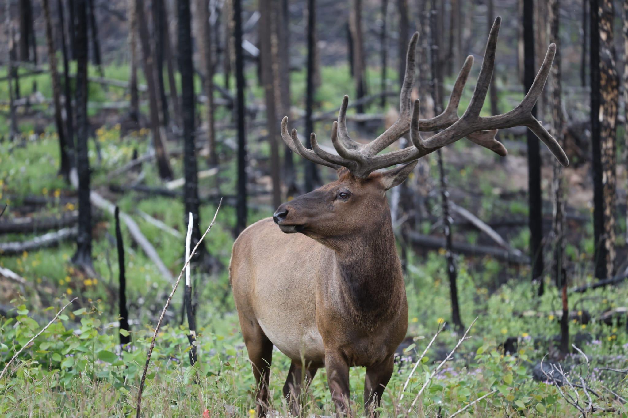 Male Elk in Jasper National Park
