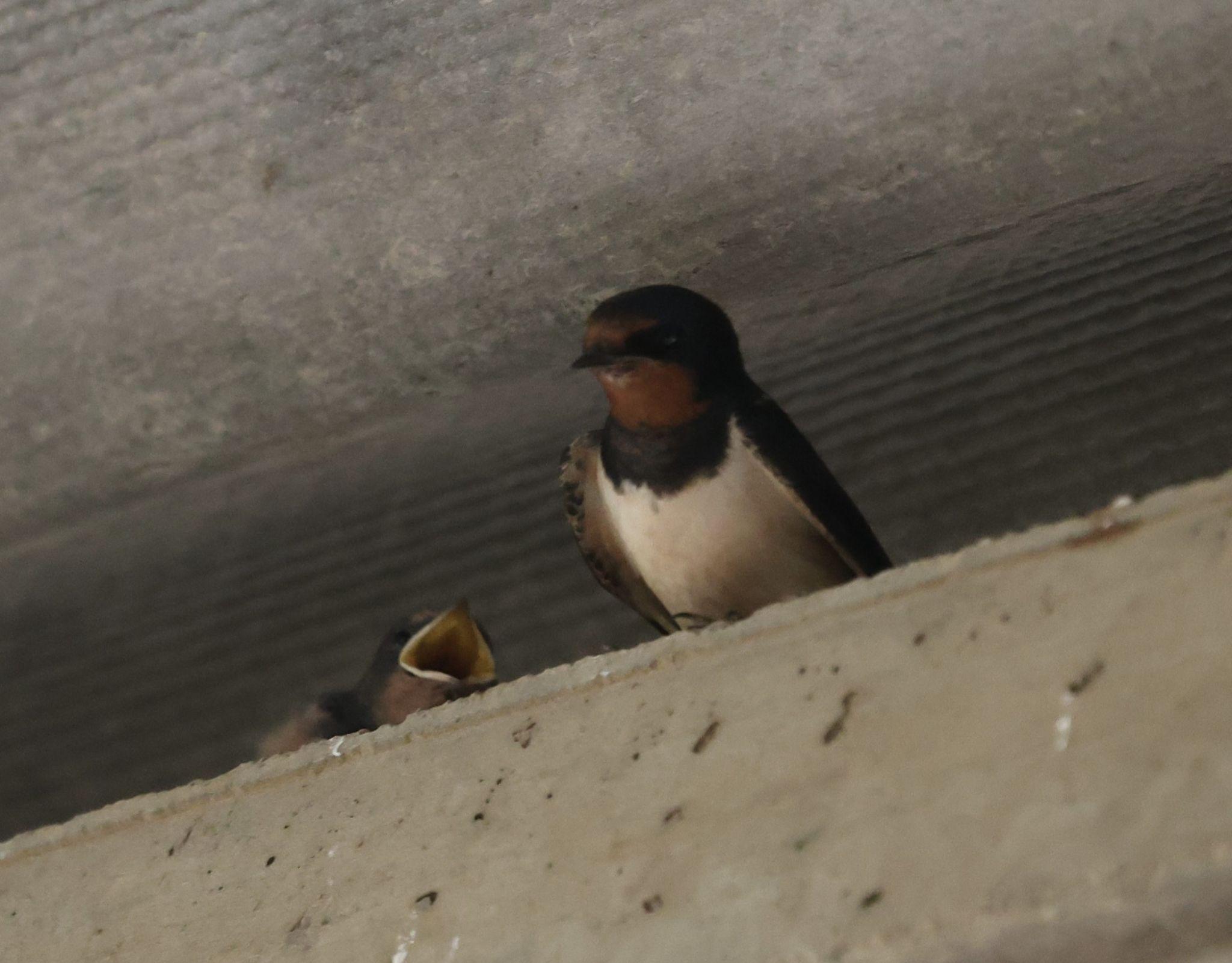 Fledgling swallows spotted in the Maintenance Barn.