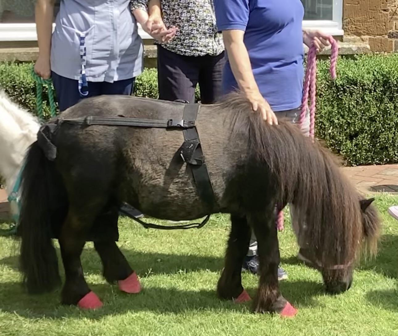 Lollipop the Shetland pony enjoying the grass.