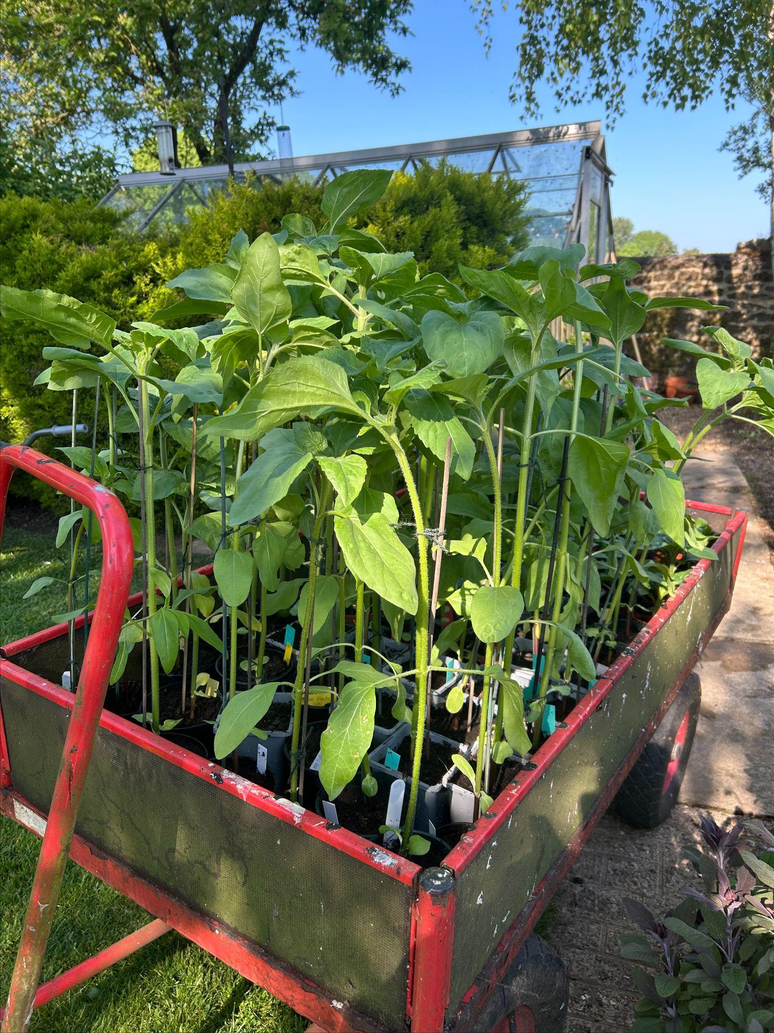 Plants ready to be planted.