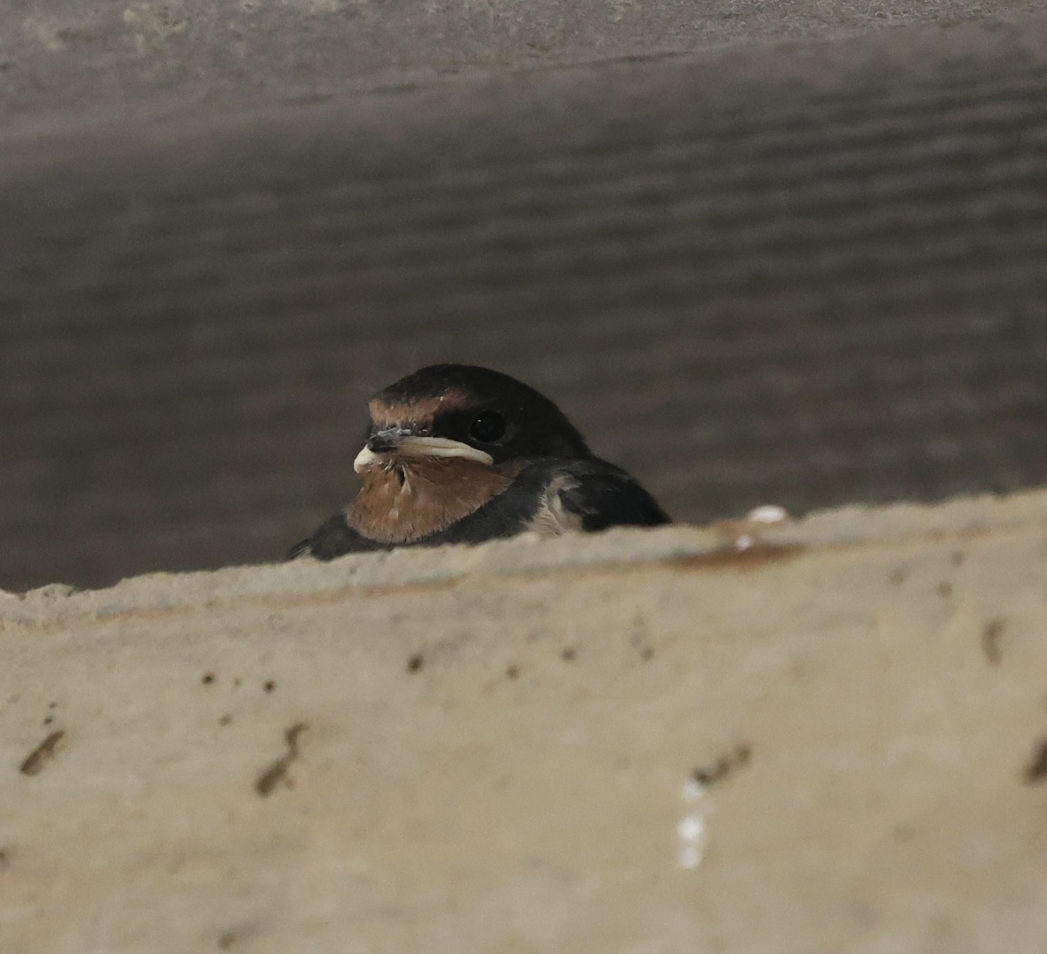 Fledgling swallow spotted in the Maintenance Barn.