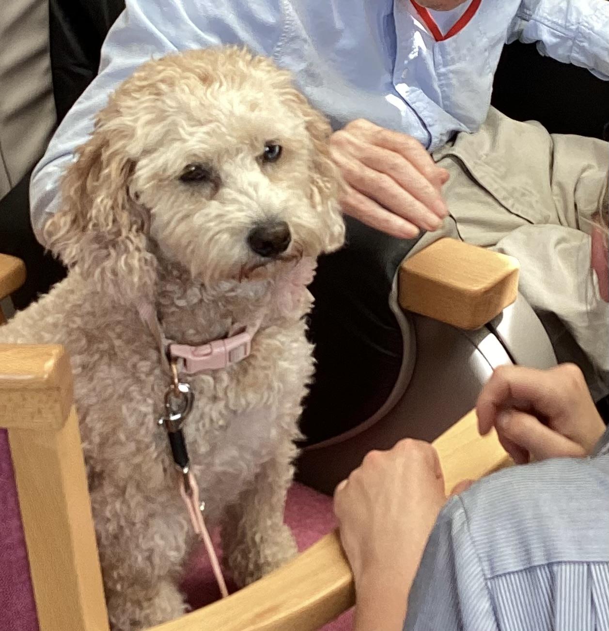 Coco the dog having a fuss.