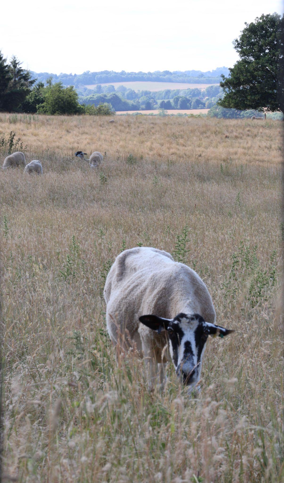 A sheep grazing in the field.