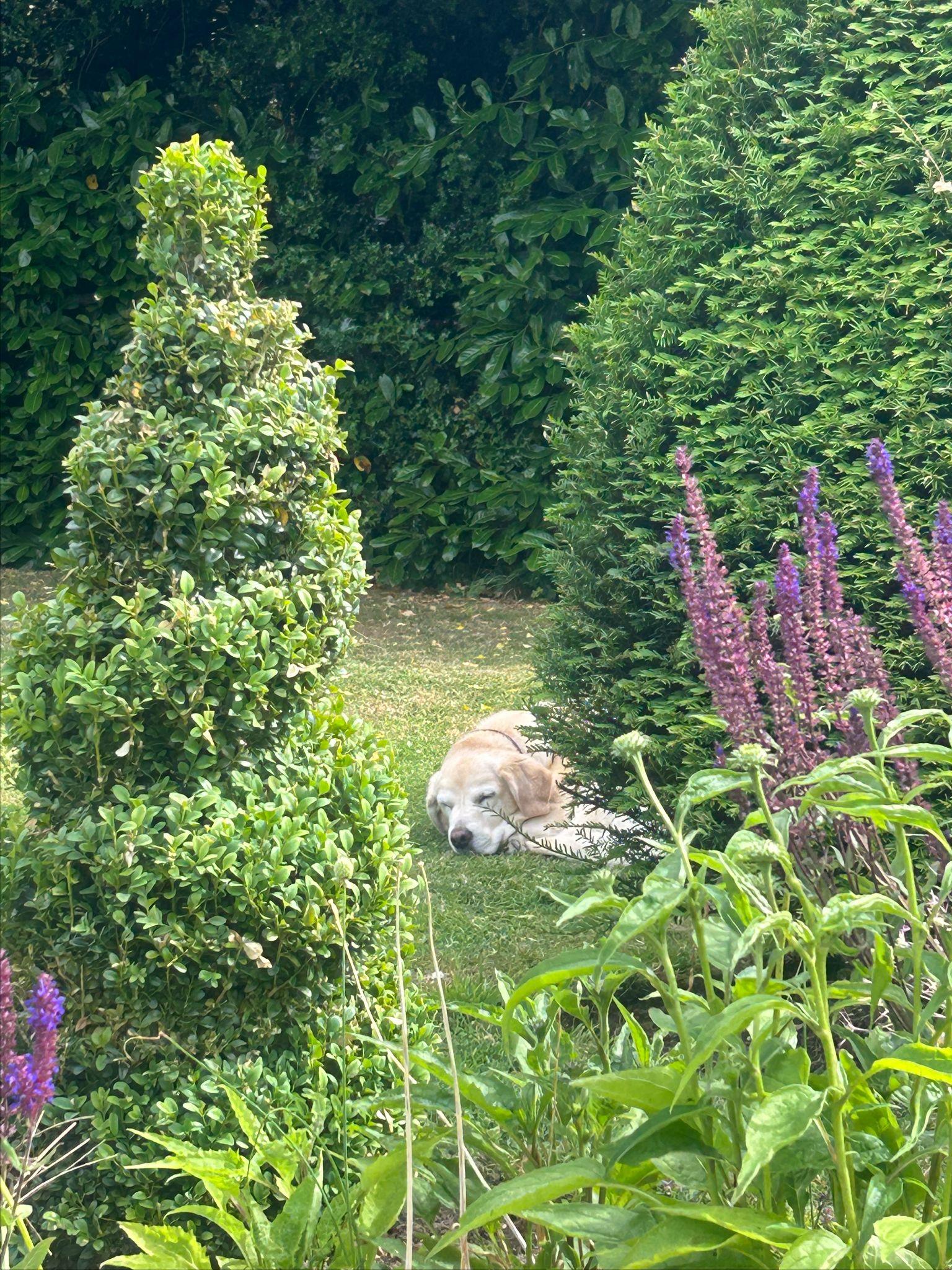 Emma’s dog, Maisy, having a nap in the shade.