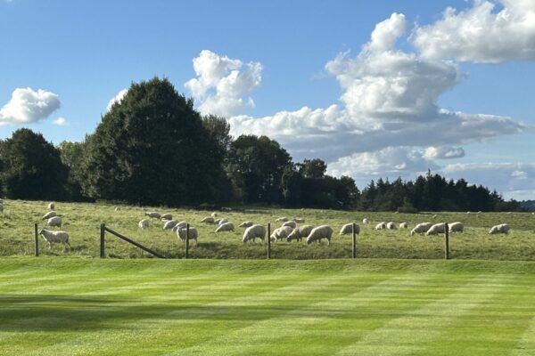 IMG_4577 (1) IMG_4577 (1)