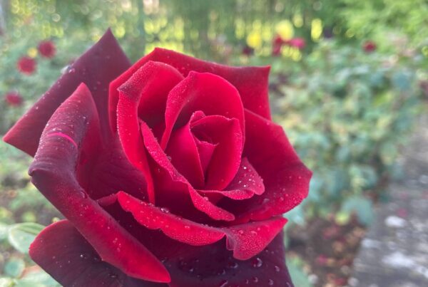 A ravishing red rose in the Rose Garden at Wardington House.