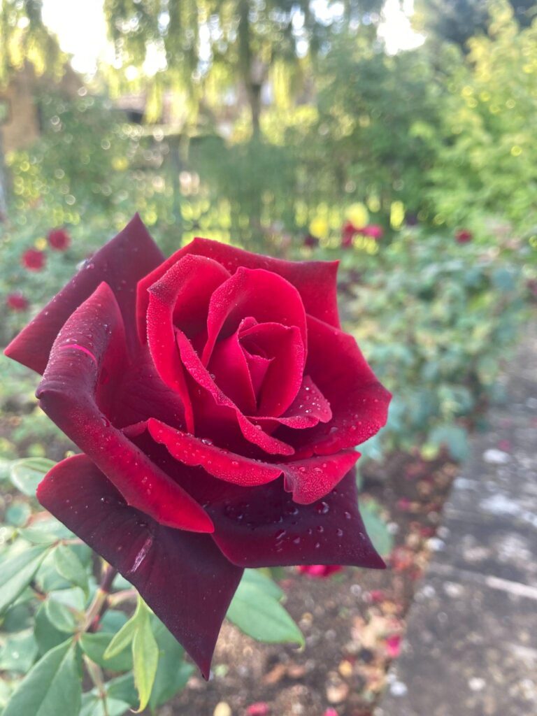 A ravishing red rose in the Rose Garden at Wardington House.