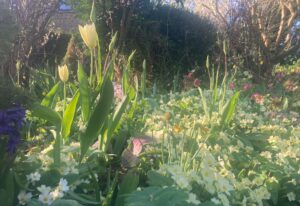 The soft yellow glow of the primroses adding their gentle touch to the garden at Wardington House
