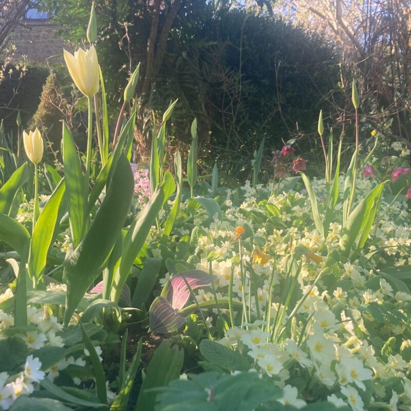 The soft yellow glow of the primroses adding their gentle touch to the garden at Wardington House