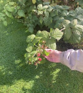 A resident picking raspberries in the garden.