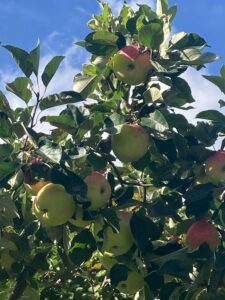 The satisfying sight of apples on the trees.