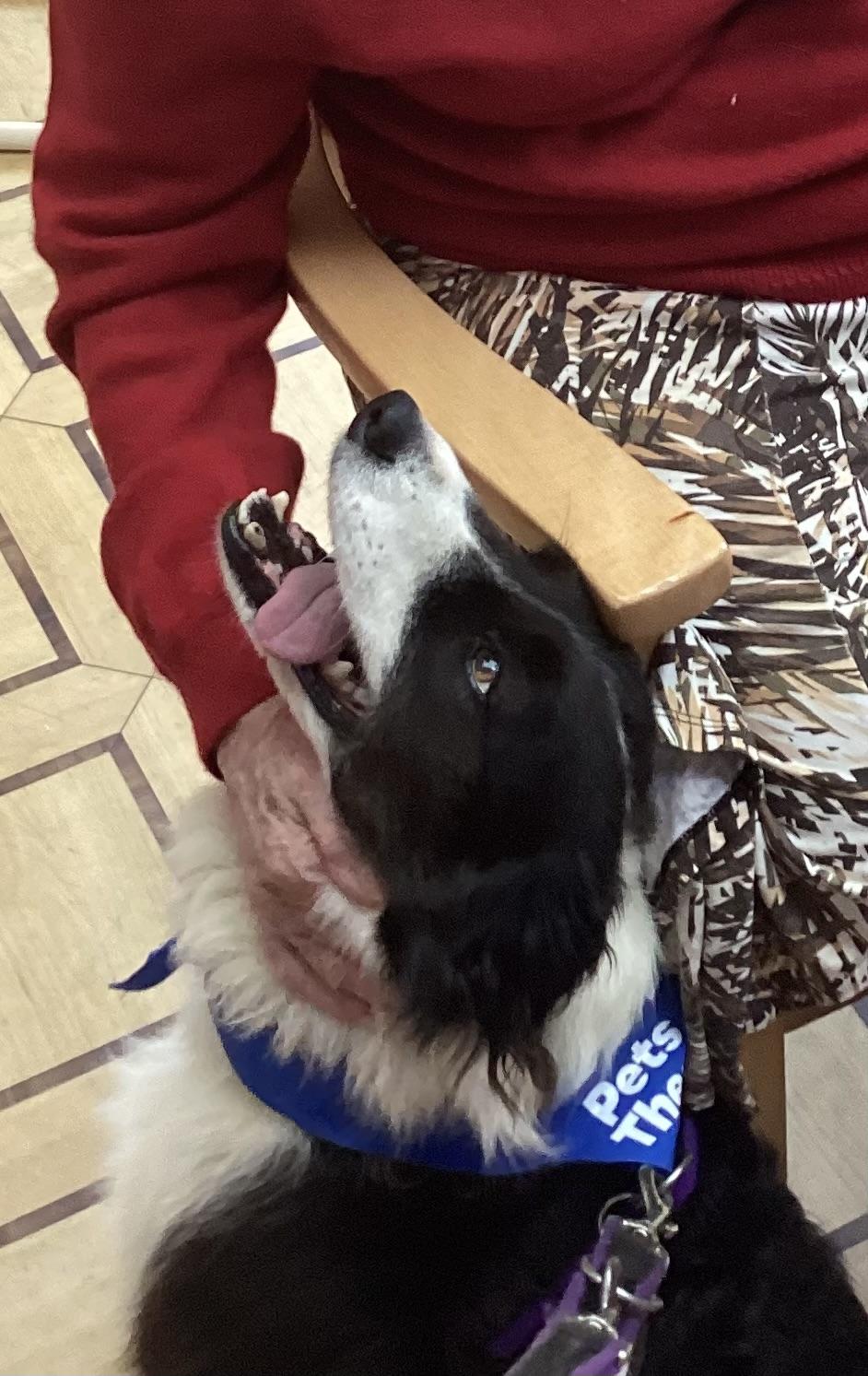 Josie the PAT dog, happily receiving a fuss from a resident.