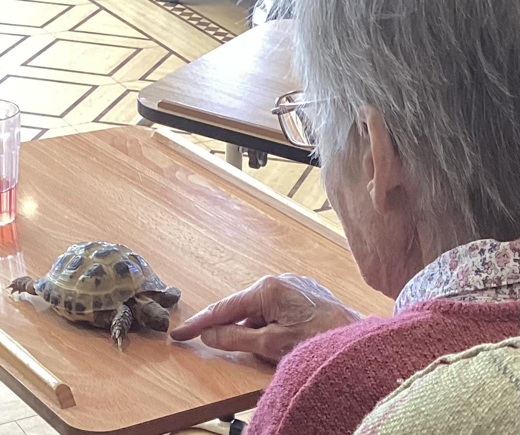 A resident curious about a young tortoise.