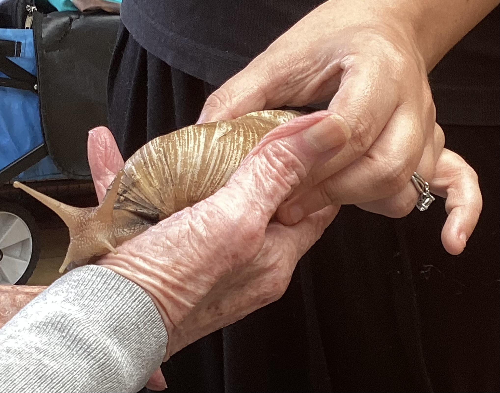 A resident holding a giant african snail.