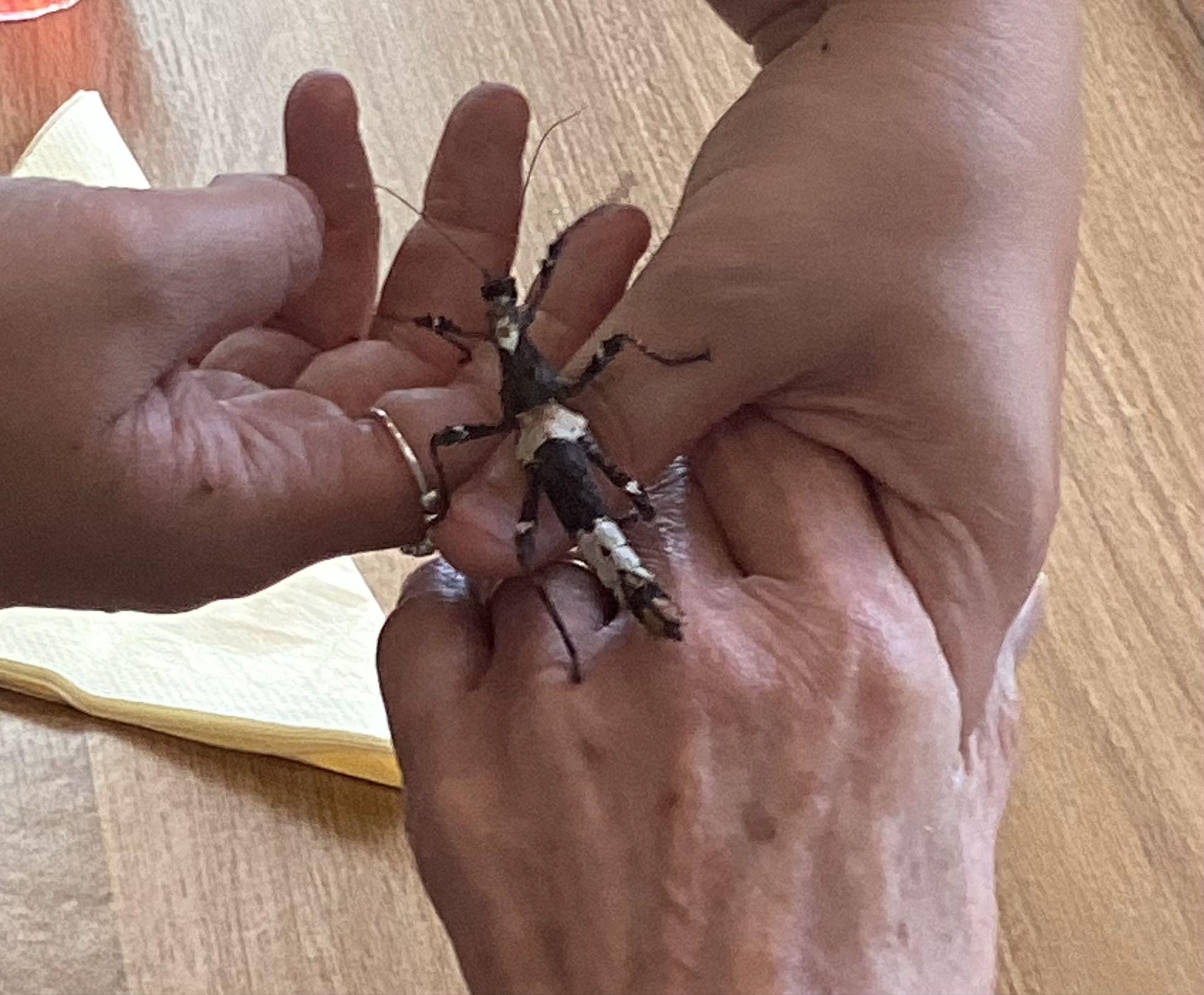 A stick insect crawling over a resident’s hand.