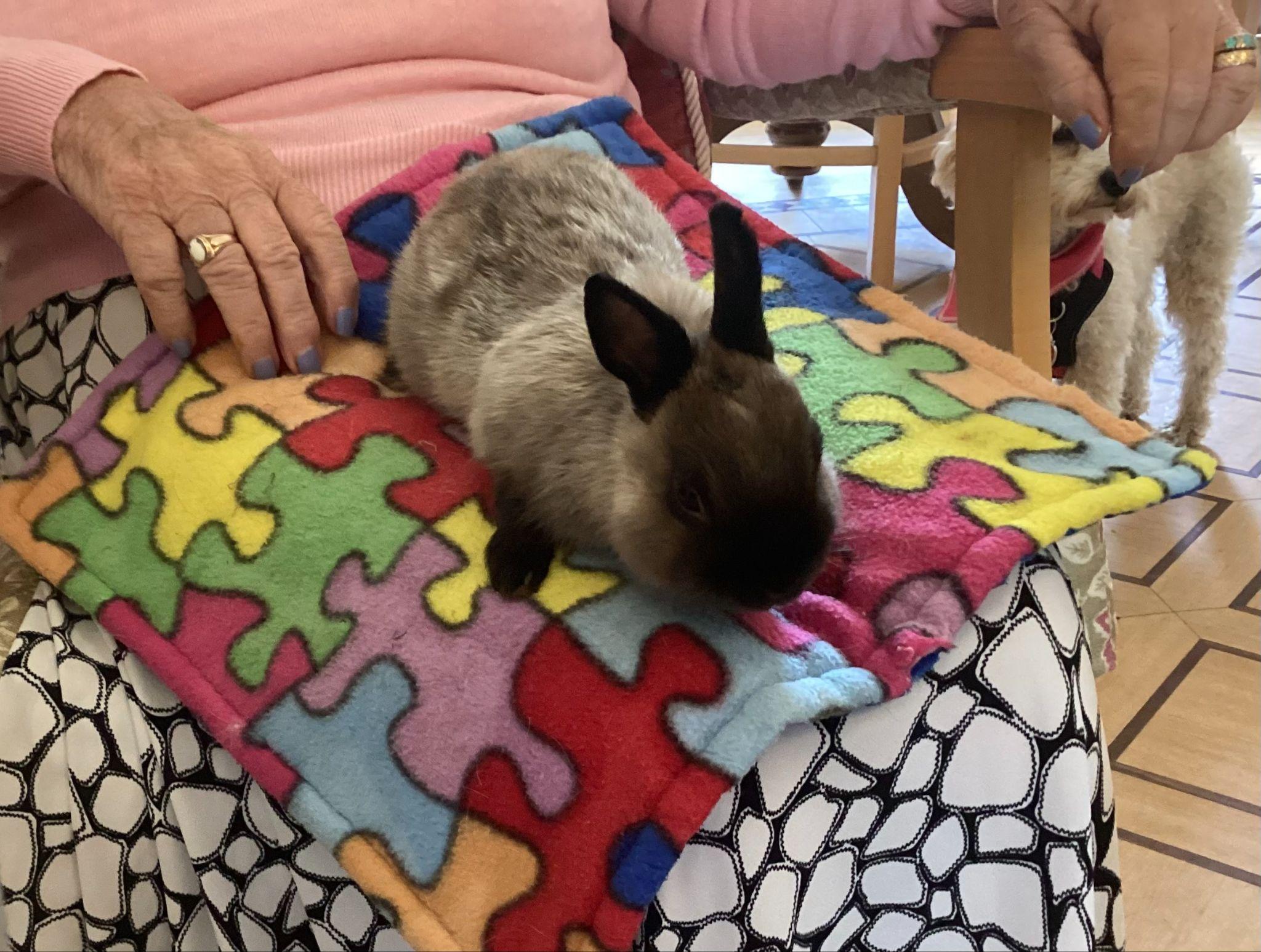 Residents enjoying time with some cute cuddly bunnies.