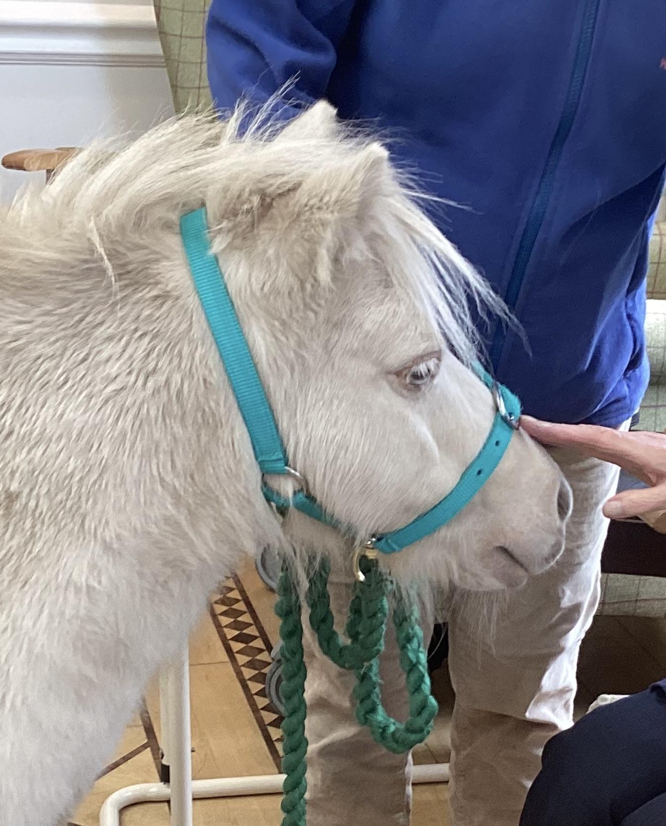 Moomin the pony getting attention from the residents in the main sitting room.