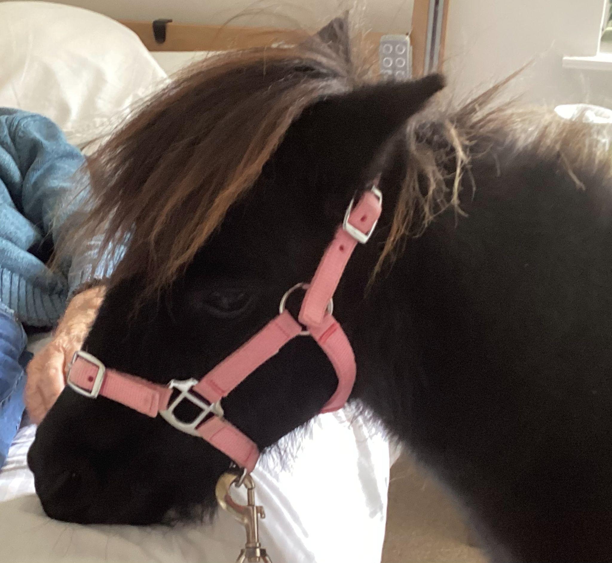 Lollipop the pony visiting a resident in their bedroom.