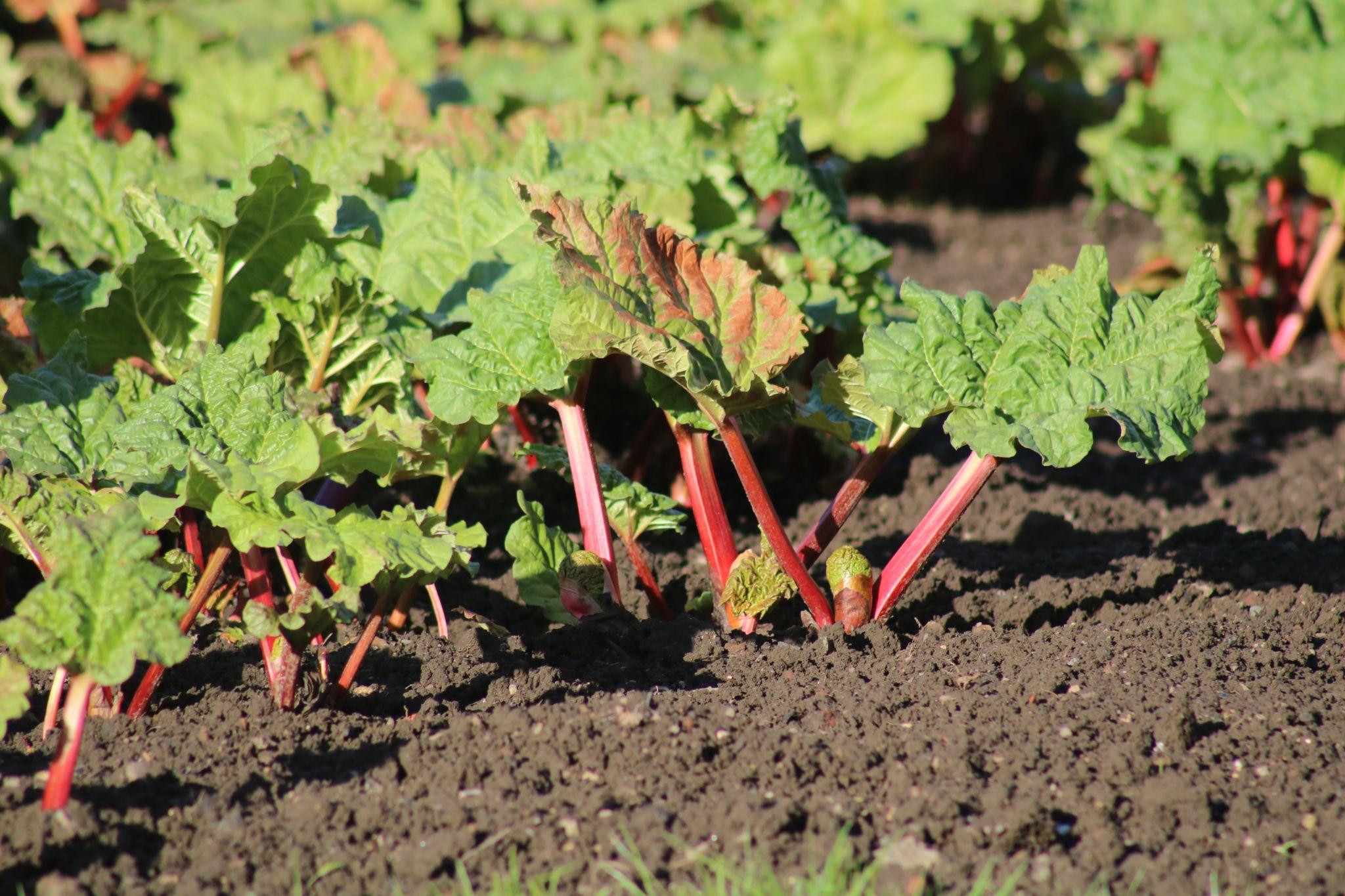 Ripe rhubarb in the garden Wardington House.