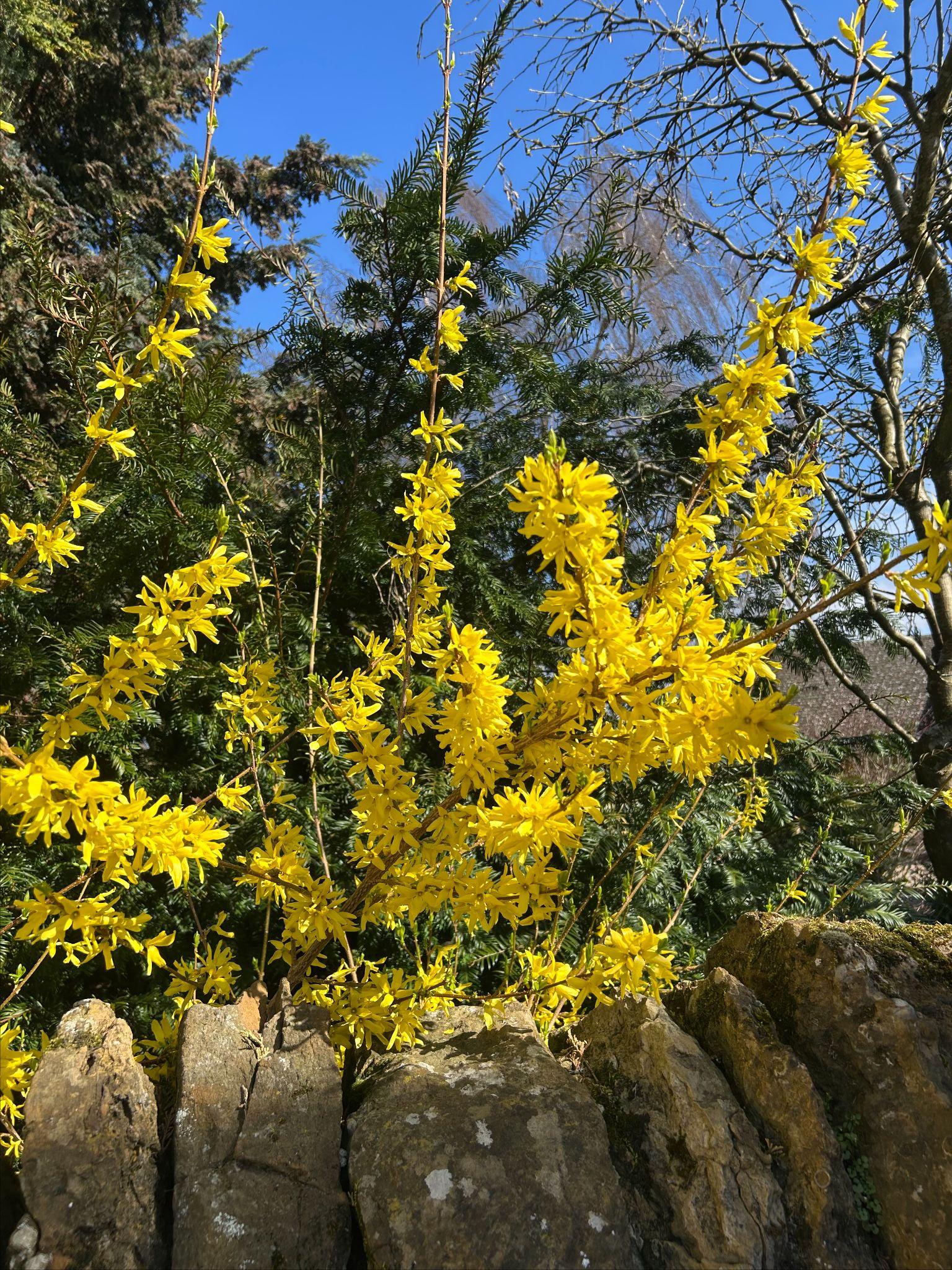 Forsythia by Bluebell Walk