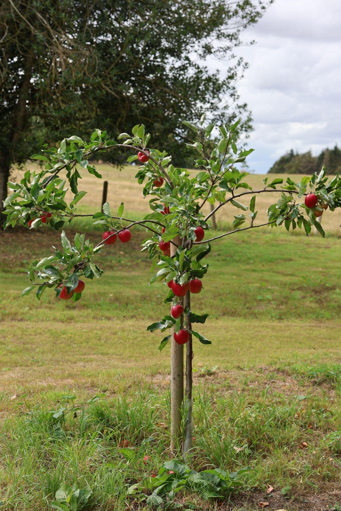 Appetising apples on a tree in the orchard.