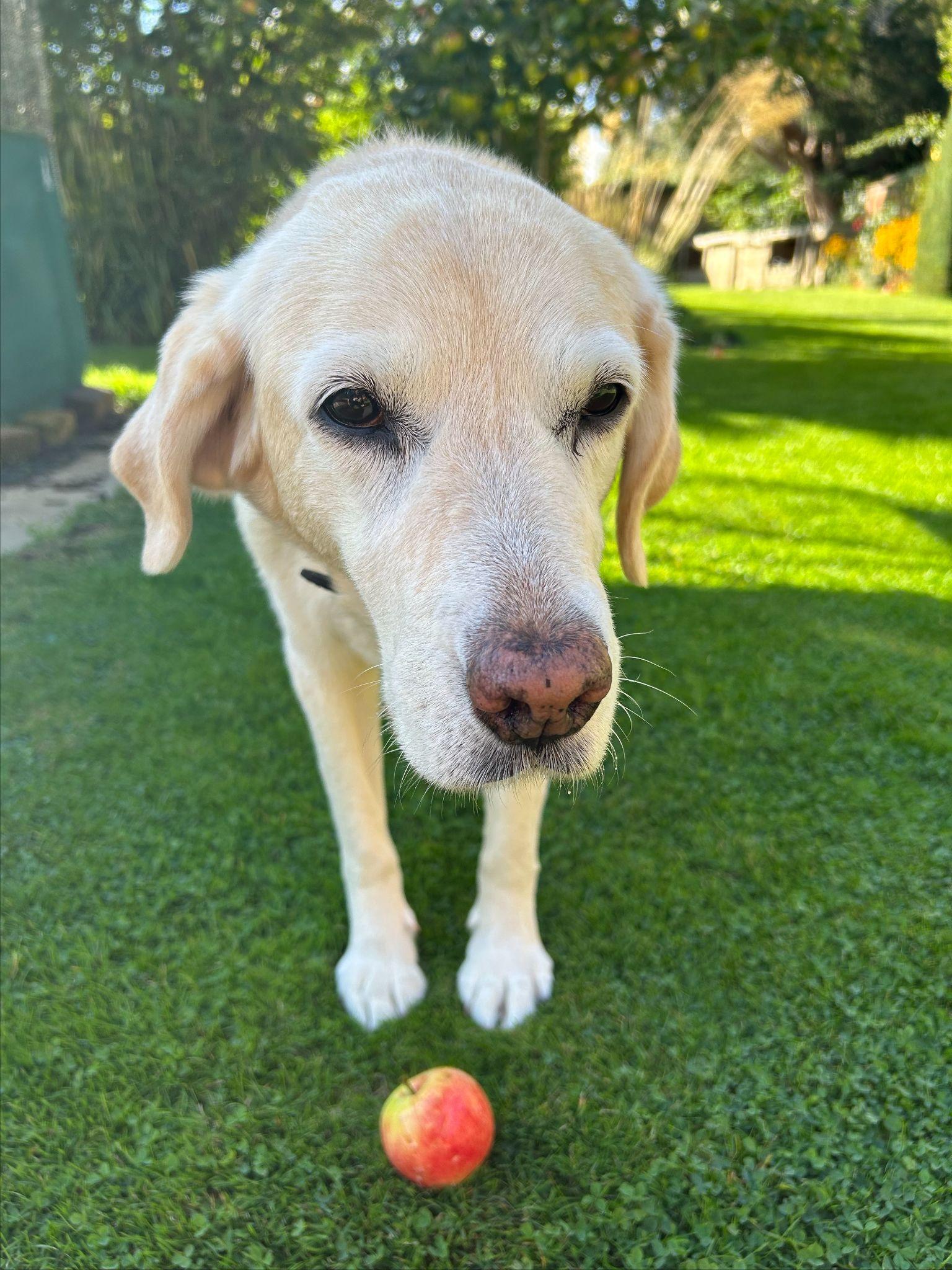 Maisy, Emma’s gardening companion, enjoying an apple.