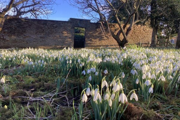 The snowdrops’ shimmering glow, in the garden at Wardington House. The snowdrops’ shimmering glow, in the garden at Wardington House.