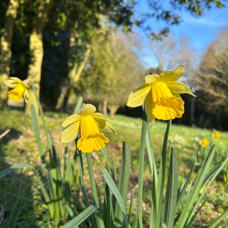 The daffodils relaxing in the warmth of the garden.
