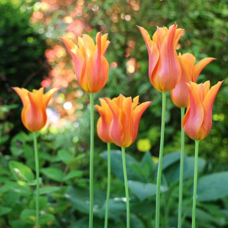 Tantalising tulips in the garden at Wardington House