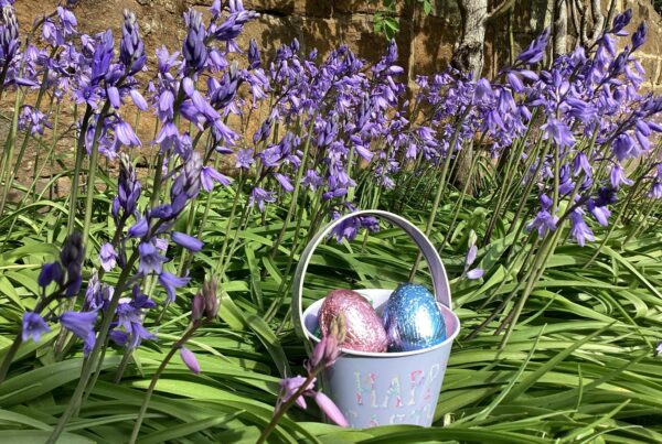 Mini Easter bucket with chocolate eggs amongst the bluebells in the garden.
