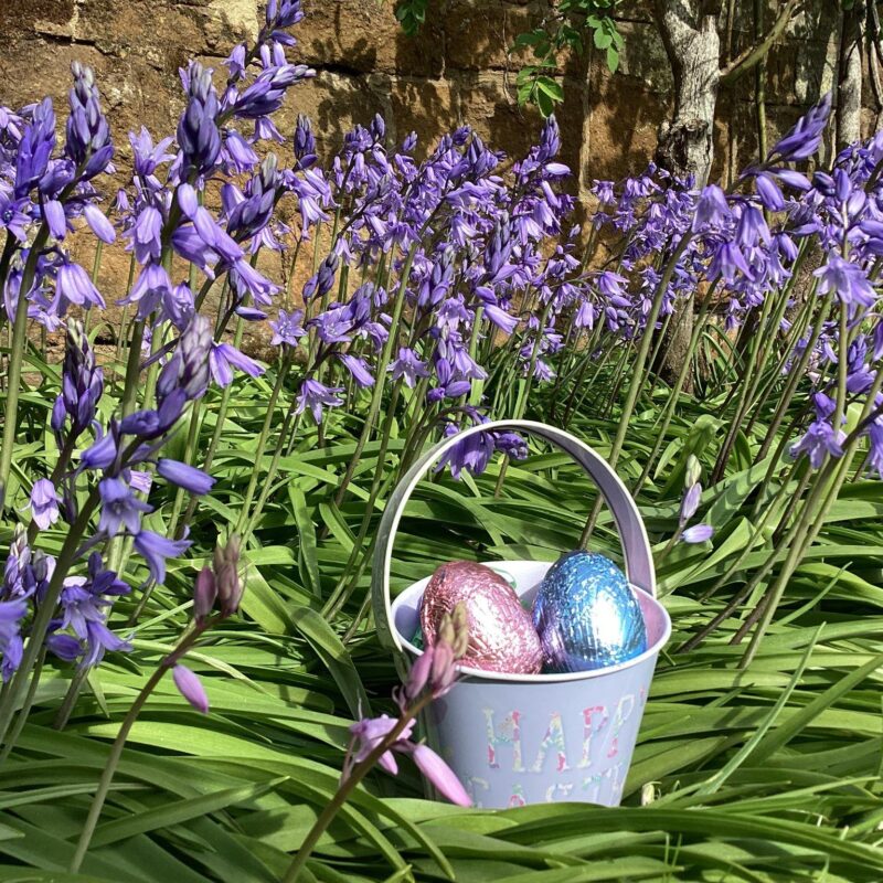 Mini Easter bucket with chocolate eggs amongst the bluebells in the garden.