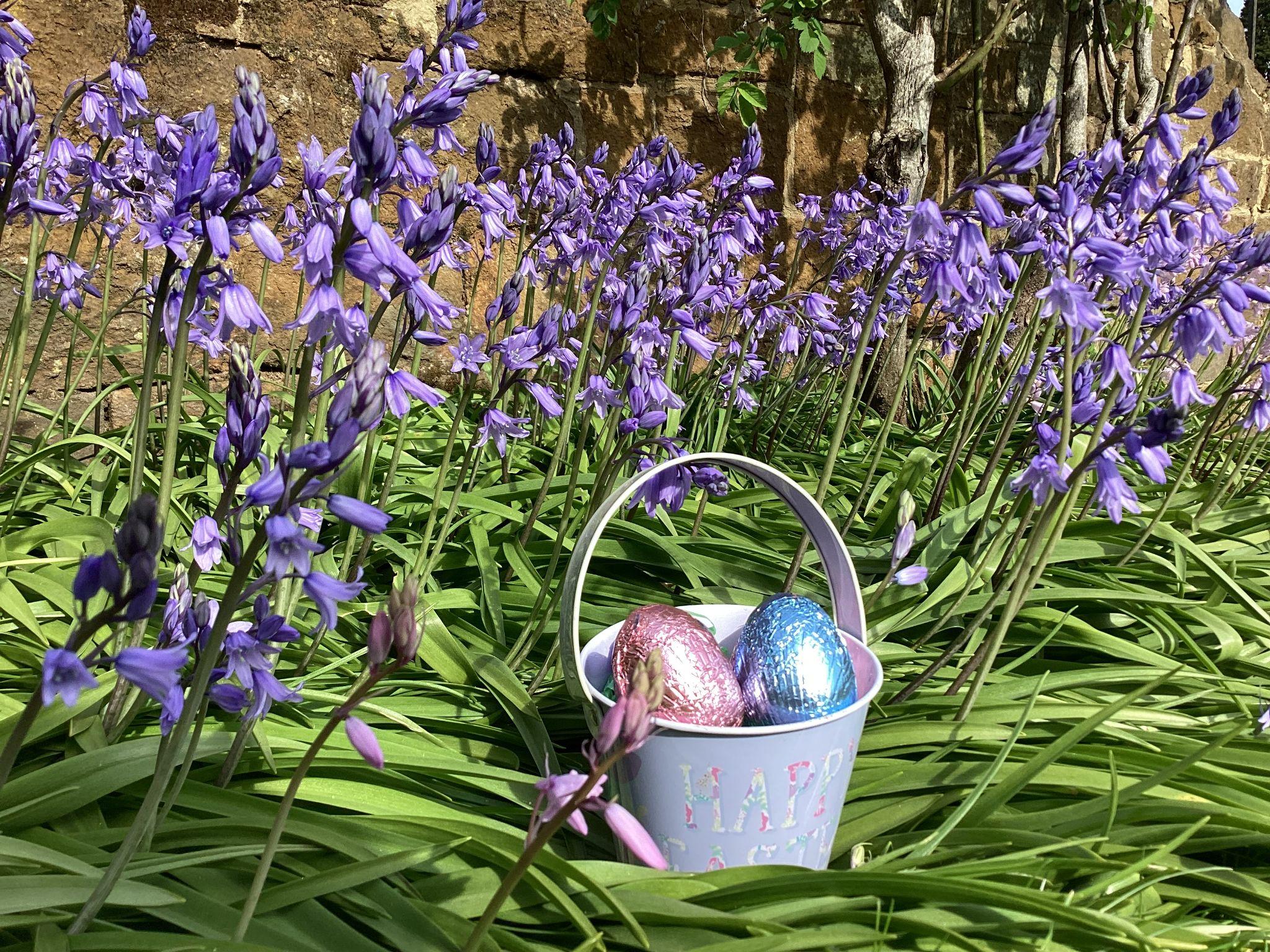 Mini Easter bucket with chocolate eggs amongst the bluebells in the garden.