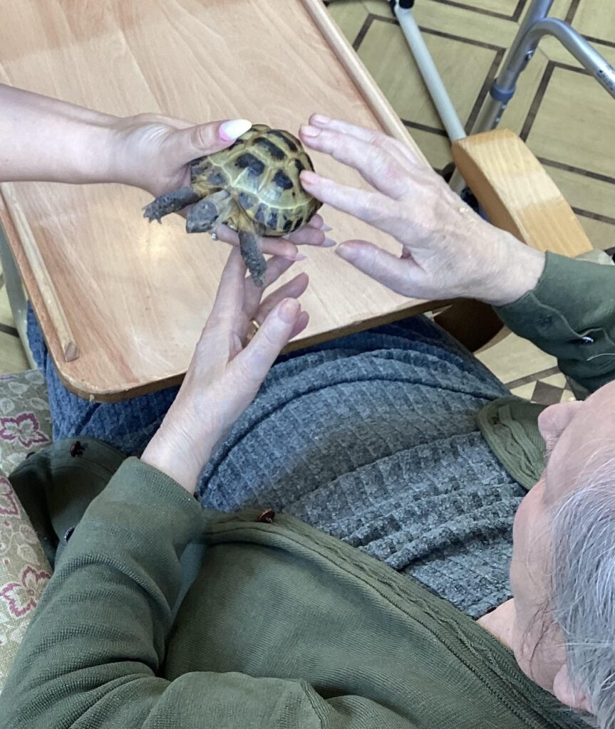 A resident touching a tortoise.