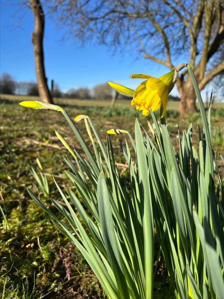 Daffodils and crocus around the grounds of Wardington House.