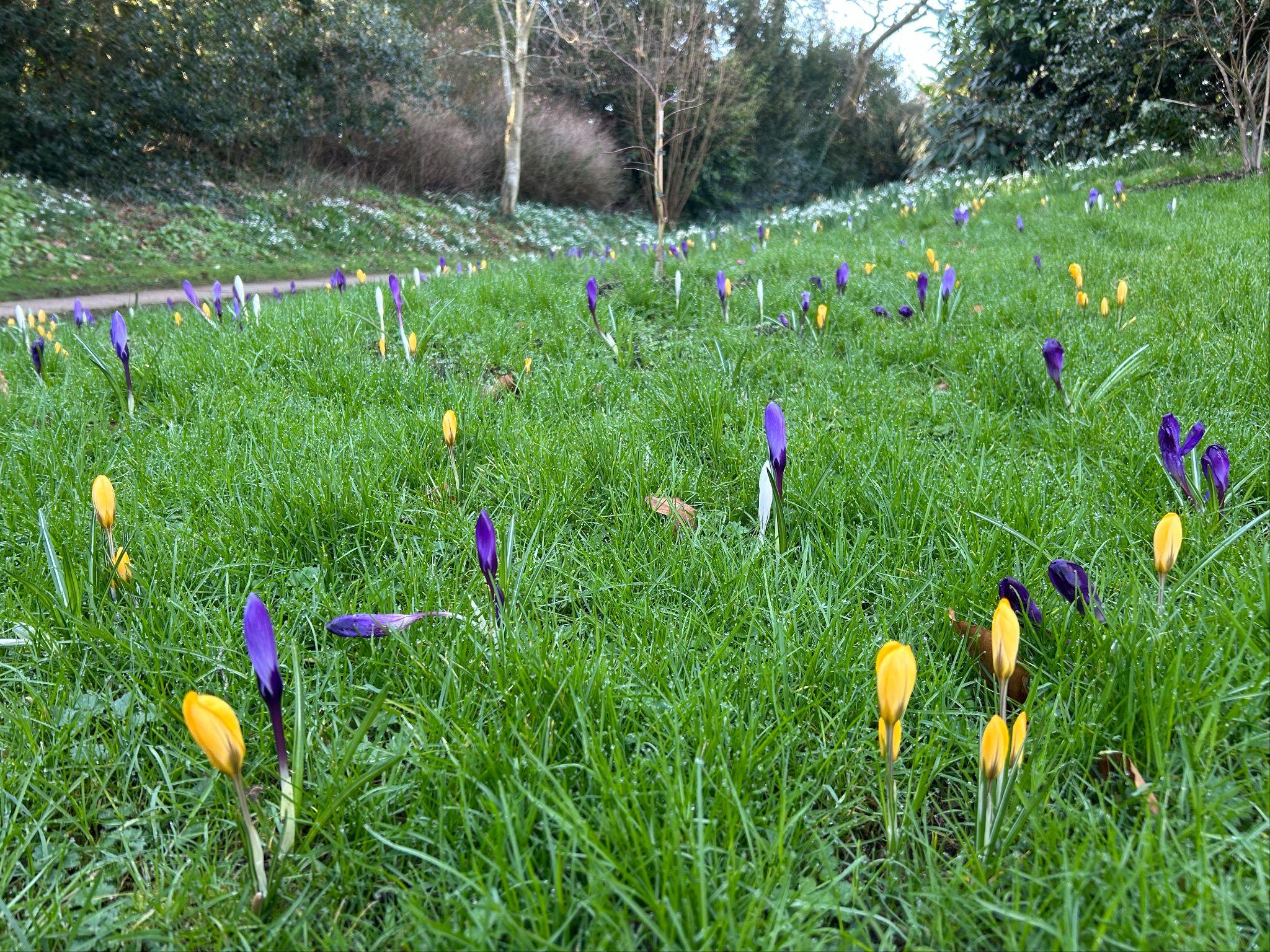 Daffodils and crocus around the grounds of Wardington House. 1