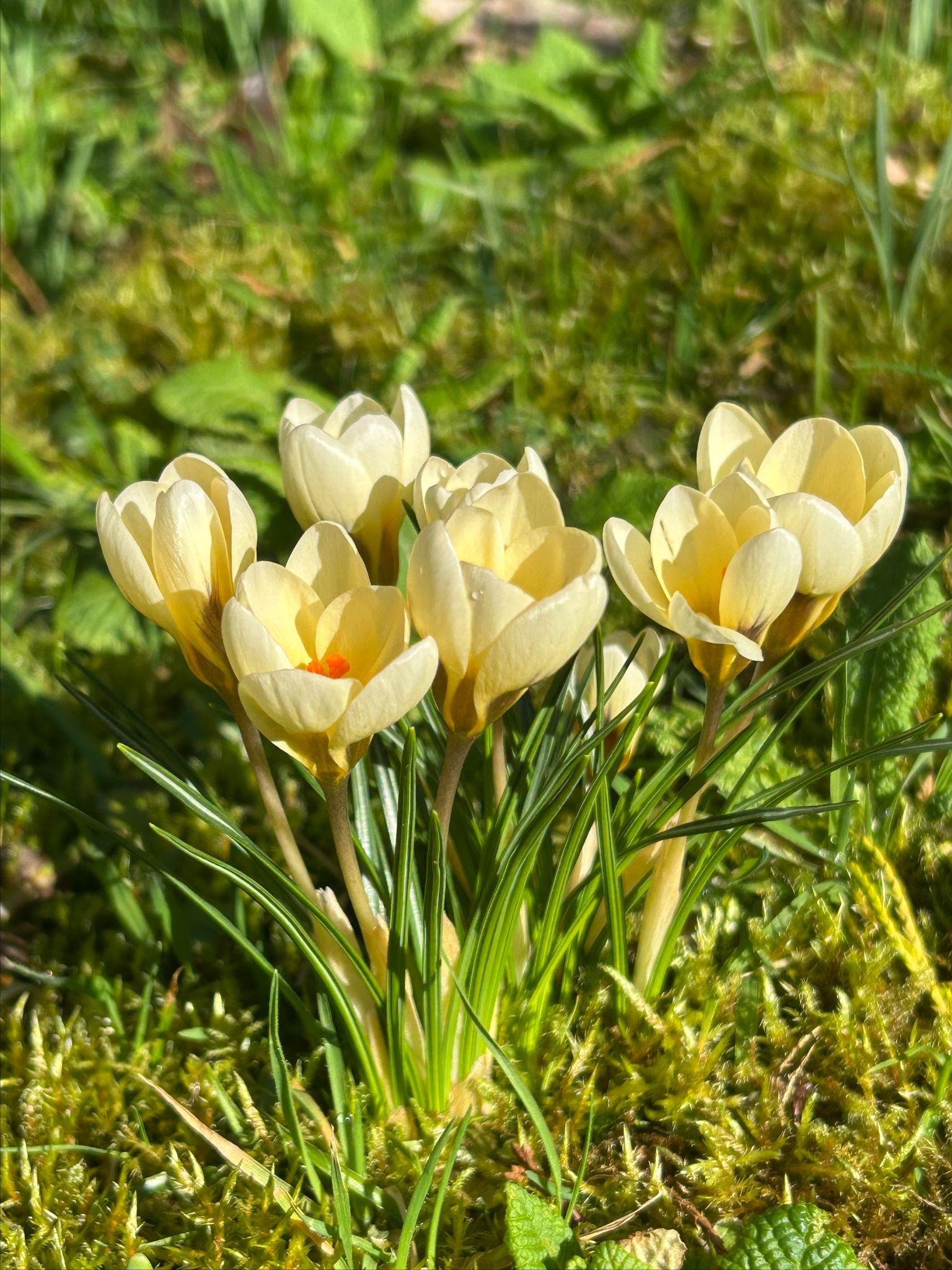 Daffodils and crocus around the grounds of Wardington House. 2